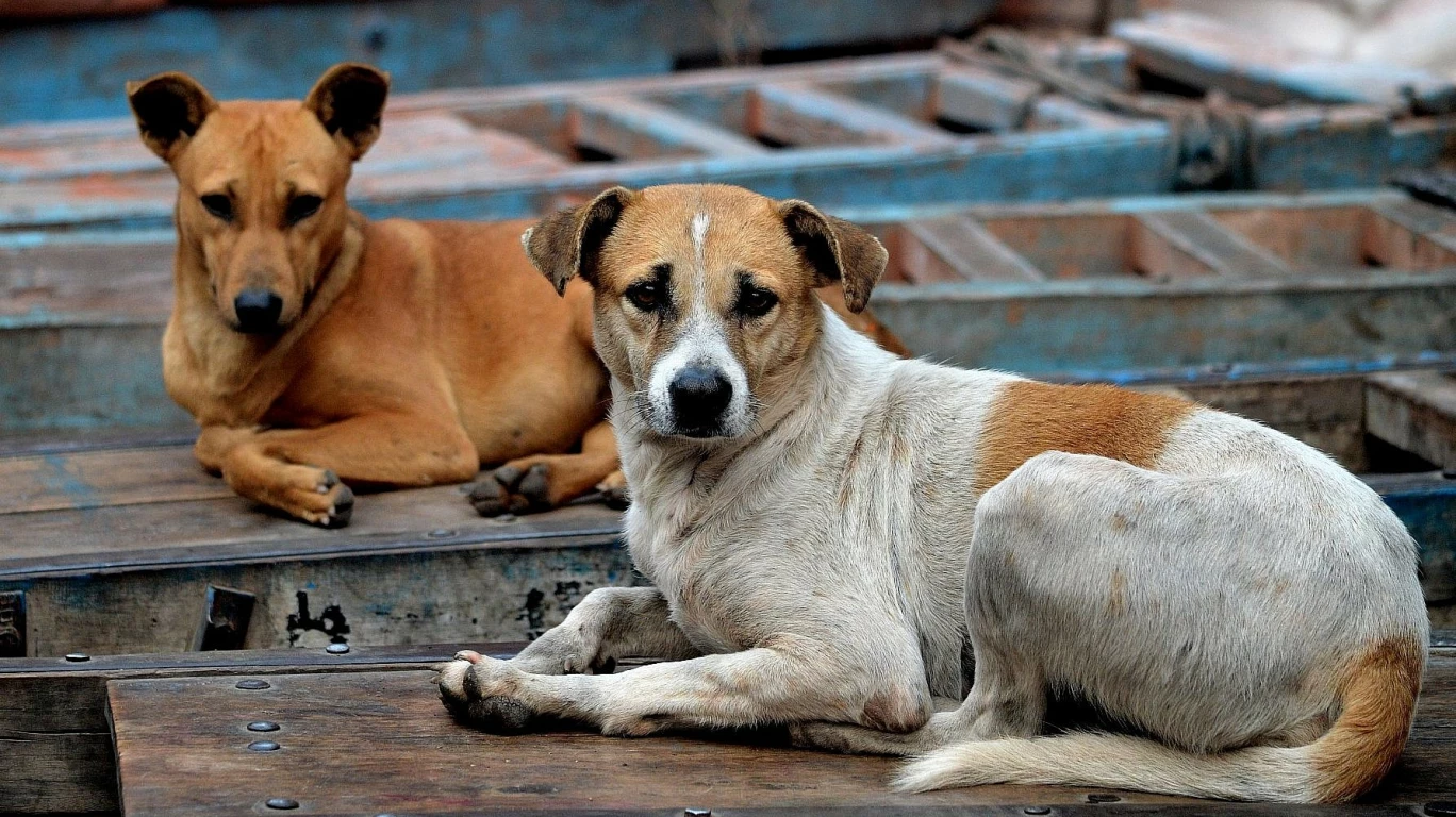 Surat public hospital rabies care draws global praise