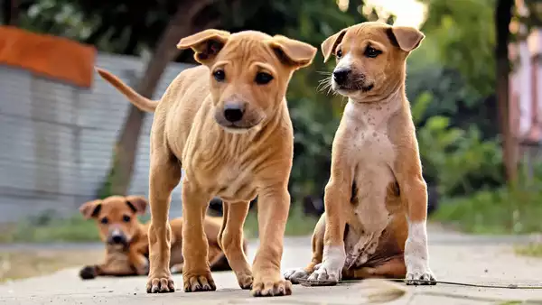 Mystery Surrounds Disappearance of Juhu's Beloved Dogs