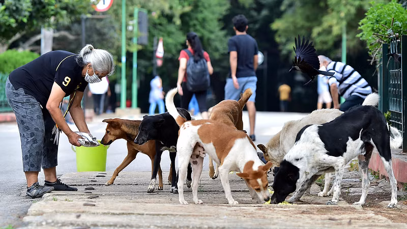 Surat Health Facility Gains Recognition For Rabies Treatment