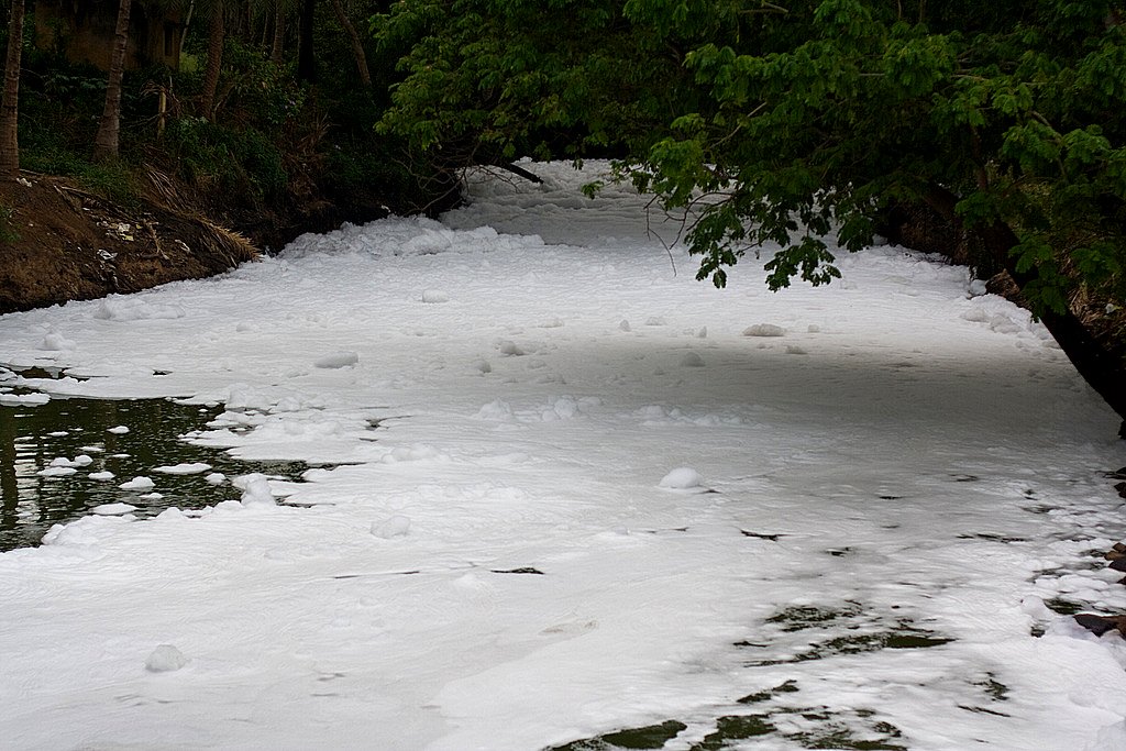 Is Your Water Safe? Bengaluru’s Lakes Tell a Different Story