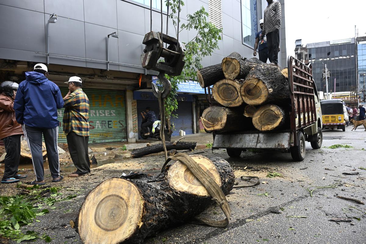 HYDRAA, Traffic Police Target Tree Hazards and Encroachments