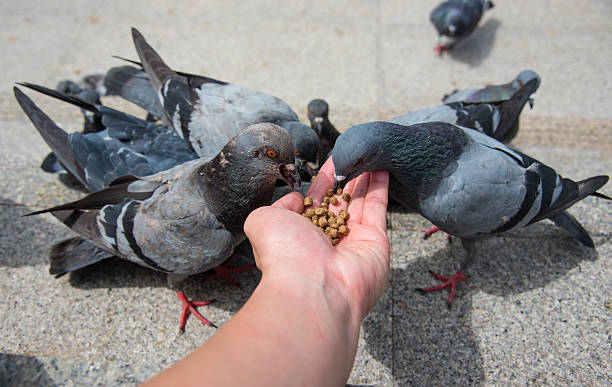 Pigeon Feeding Raises Health Alarms in Pune’s Bibwewadi