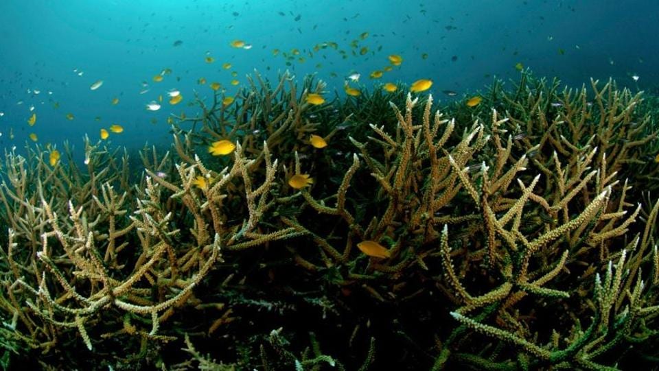 Maharashtra's Sindhudurg Reefs Cleared of 300 kg Marine Debris