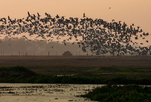 289-Hectare Panje Wetland Dries Up Amid Environmental Warnings leaving migratory birds threatened