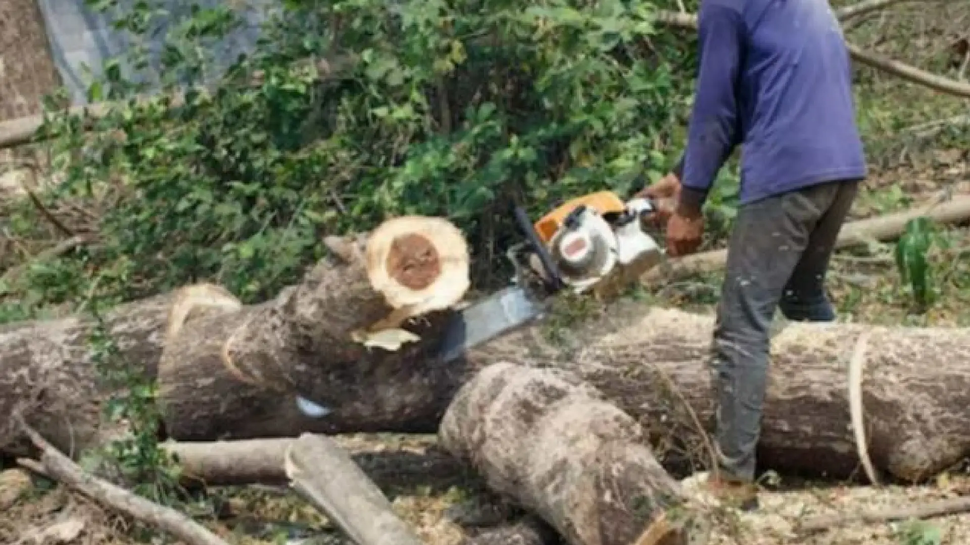 Pune’s Nigdi Residents Protest Felling of 64 Trees