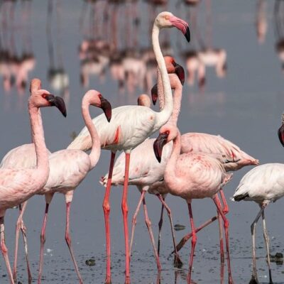 Flamingo Numbers Decline in Navi Mumbai, Environmentalists Alarmed