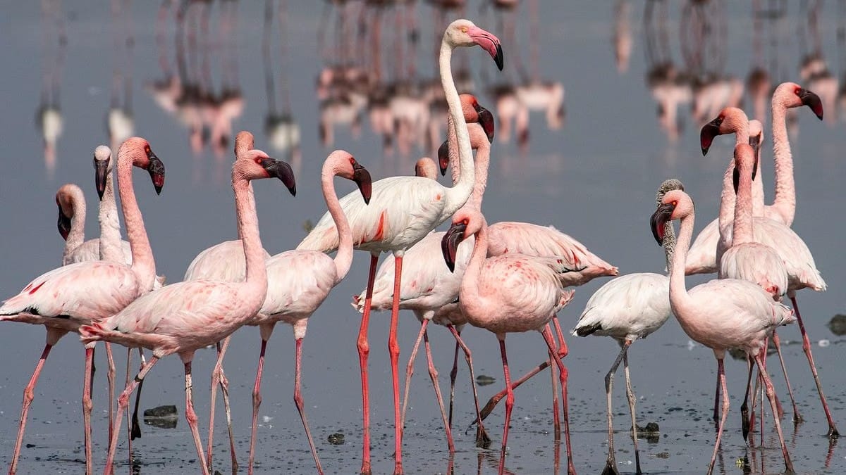Flamingo Numbers Decline in Navi Mumbai, Environmentalists Alarmed