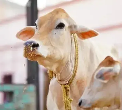 AI-Enabled Pendants for Cows Launched in Mumbai to Ensure Safety and Well-being