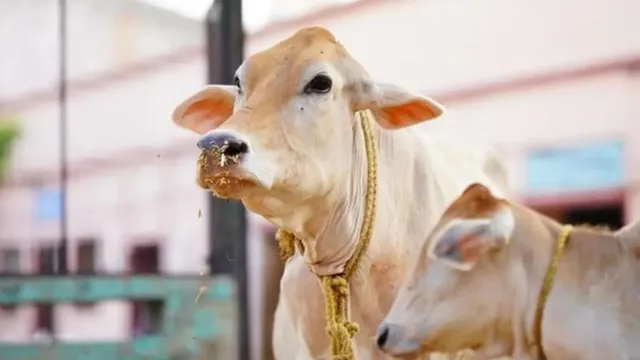 AI-Enabled Pendants for Cows Launched in Mumbai to Ensure Safety and Well-being