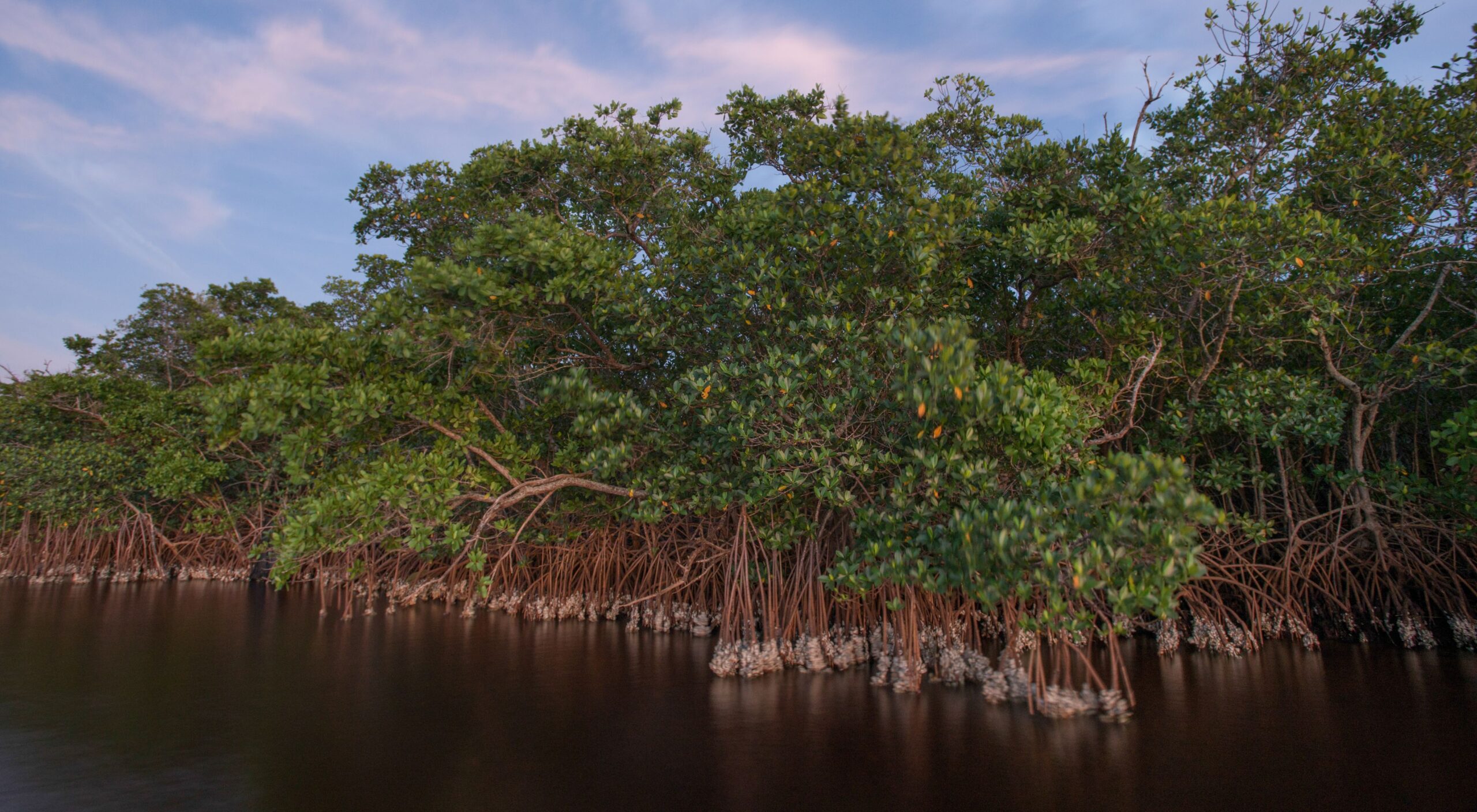 4,000 Acres of Mangroves Encroached in Maharashtra