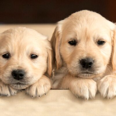 Indore Pet Diet Advisory Raises Urban Health Concerns