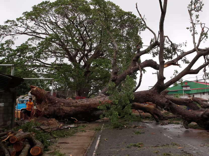Pune sees a surge in tree-felling incidents, with 1,664 cases in 2024