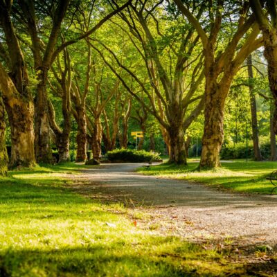 Ahmedabad’s new oxygen park with 75,000 trees to combat pollution and promote wellness