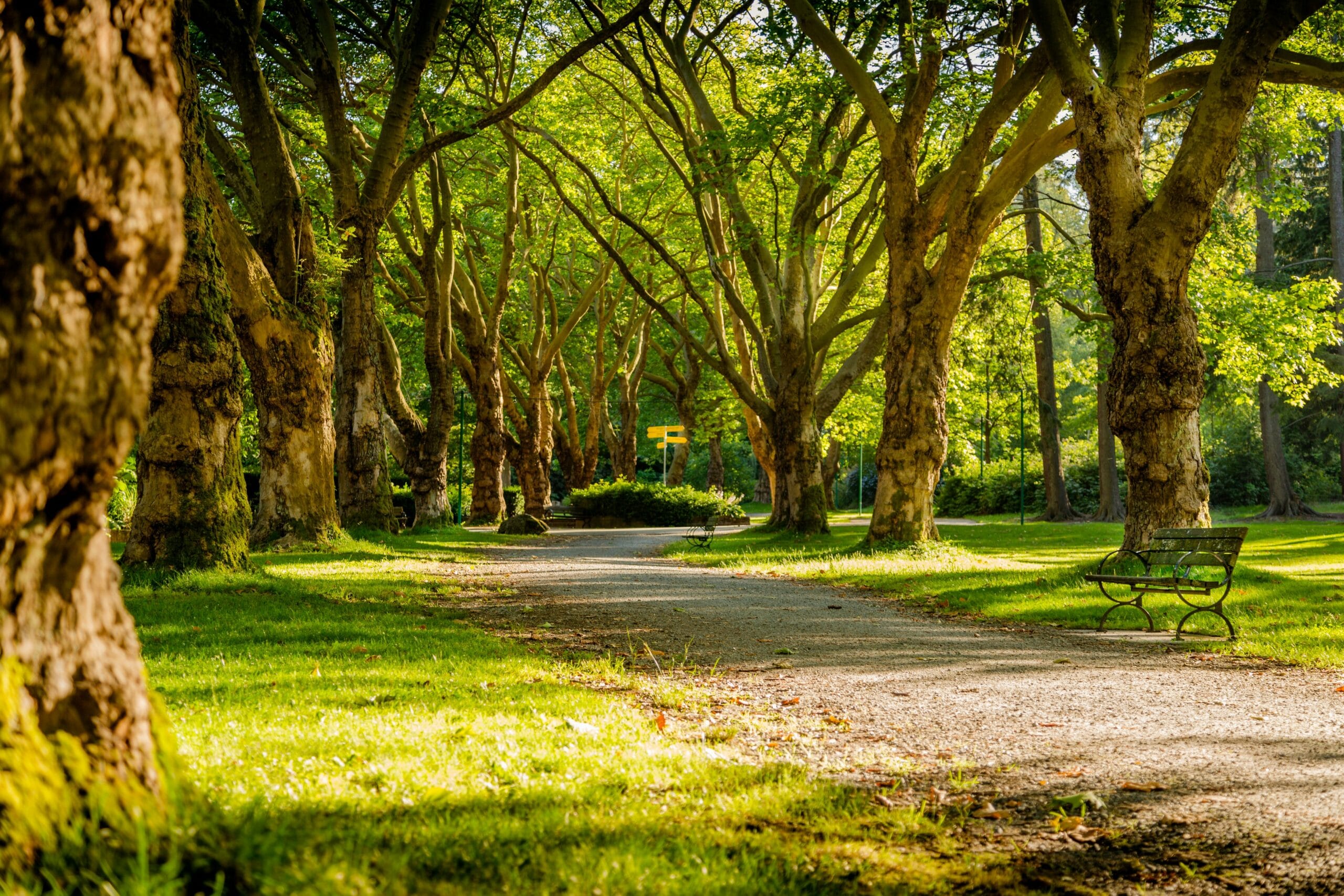 Ahmedabad’s new oxygen park with 75,000 trees to combat pollution and promote wellness