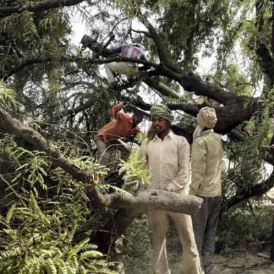Chennai's Green Loss 40 Trees Chopped Illegally