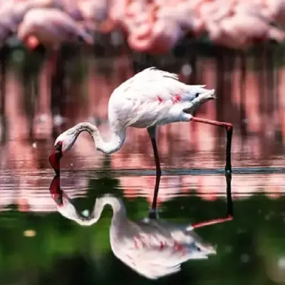 CIDCO Urged to Revive Nerul’s Flamingo Lake