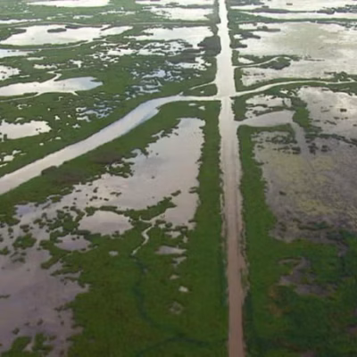 Navi Mumbai's Wetland Crisis Sparks Government Action