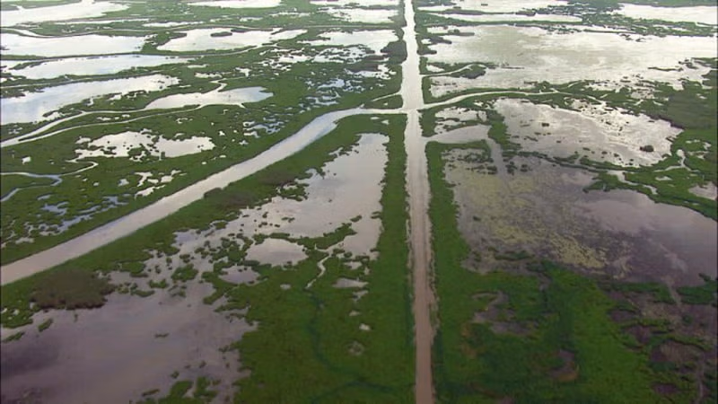 Navi Mumbai's Wetland Crisis Sparks Government Action