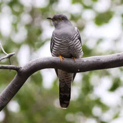 91% Survival Rate in Karuna Abhiyan Bird Rescue