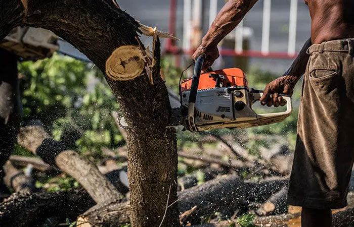 AMC' Stricter Tree Felling Laws to Enhance Ahmedabad's Green Cover