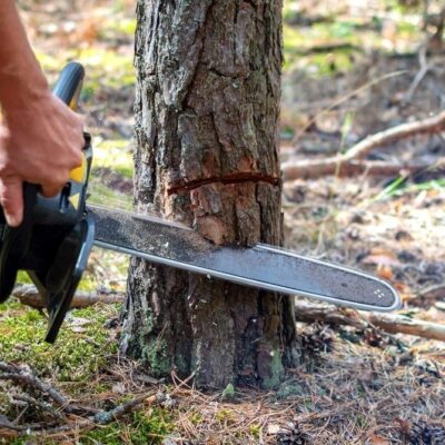 Pune Second Inquiry Confirms Tree Cutting Violation