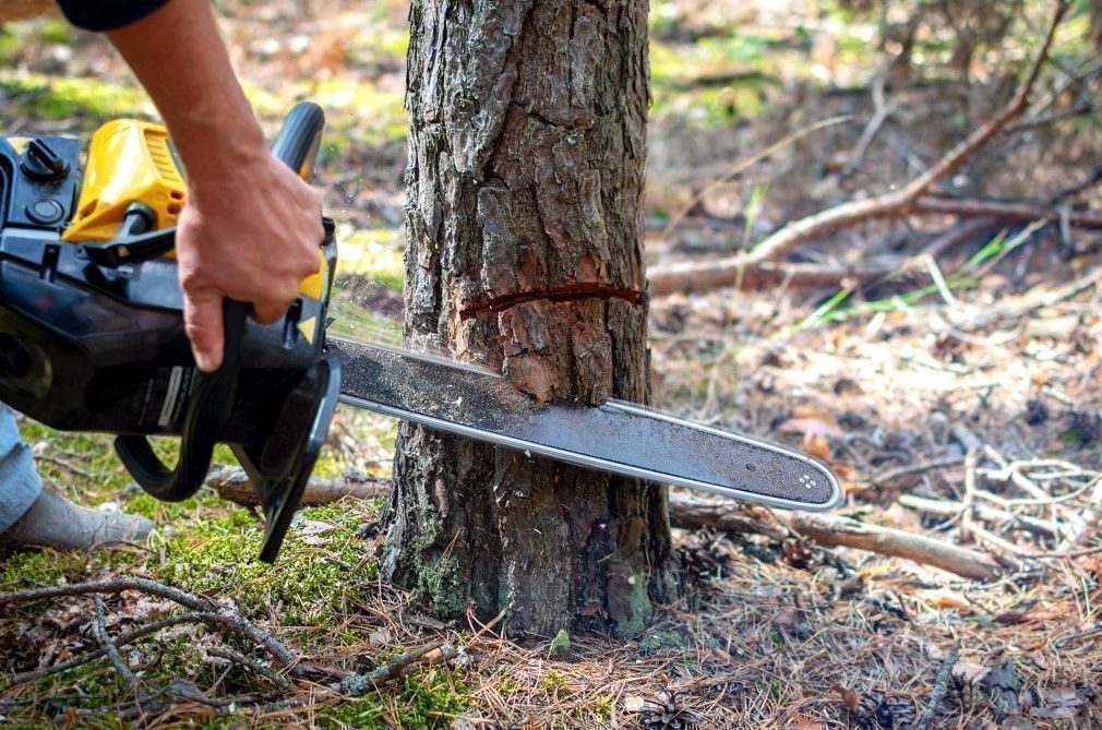 Pune Second Inquiry Confirms Tree Cutting Violation