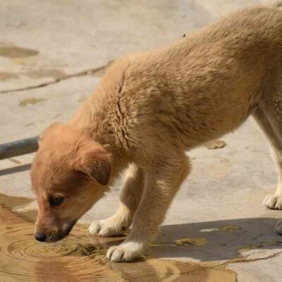 Thane Targets Rabies Eradication 10,000 Stray Dogs to Be Vaccinated by February 4