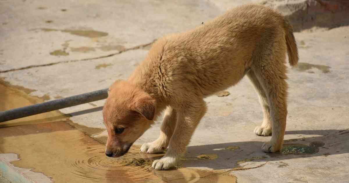 Thane Targets Rabies Eradication 10,000 Stray Dogs to Be Vaccinated by February 4