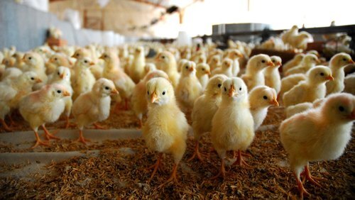 Bird Flu Kills 4,200 Chicks in Latur Poultry Farm, Authorities Investigate