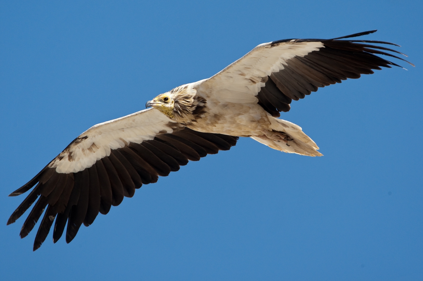 GPS-Tagged Vulture’s Incredible 4,000-Km Flight