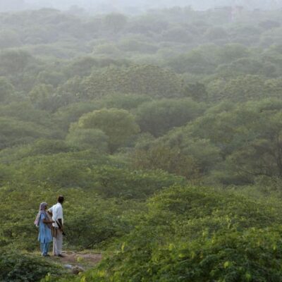 Navi Mumbai Upholds Urban Green Norms After Illegal Pruning