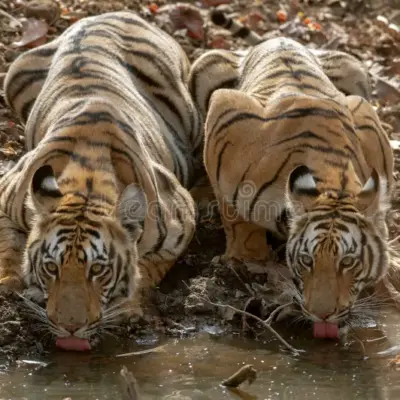 Anamalai Tiger Reserve Prepares for Summer Over 200 Artificial Ponds Cleaned and Filled