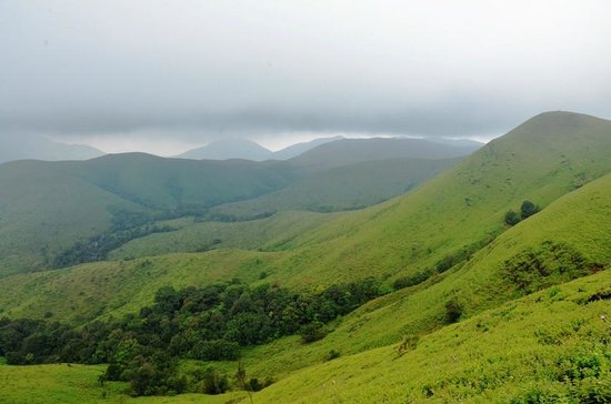 Indias Green Cover Sequesters More Carbon Than Emissions