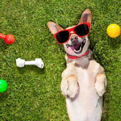 Mumbai’s Juhu Beach Welcomes Pet-Friendly Park