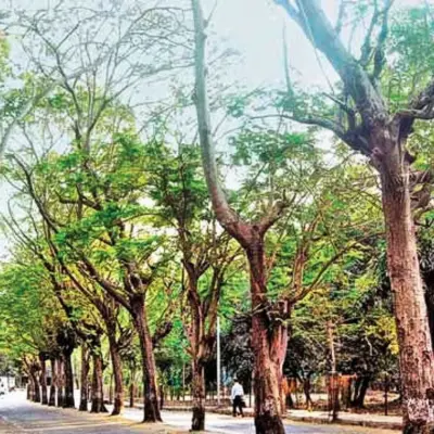 NMMC to Safeguard Nerul Trees by Removing Concrete Enclosures