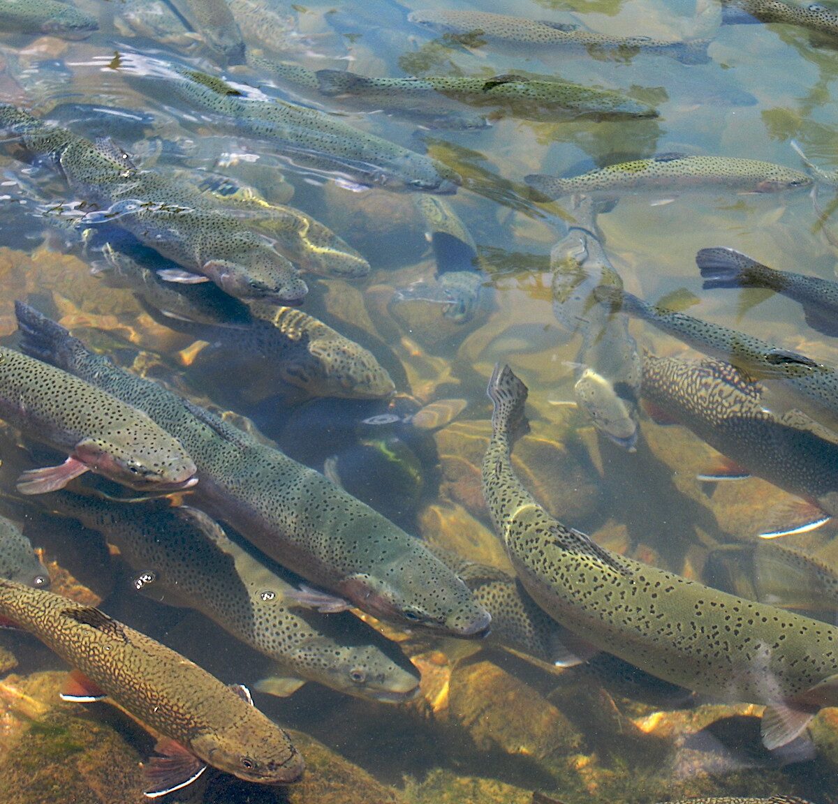 Why Trout from Himachal Pradesh Commands a High Price The Secrets Behind Its Taste