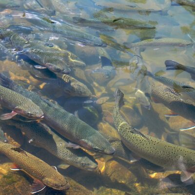 Why Trout from Himachal Pradesh Commands a High Price The Secrets Behind Its Taste