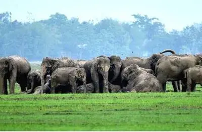 Wild Elephant Herds Cause Panic in Ayyampuzha, Threatening Workers and Farmers