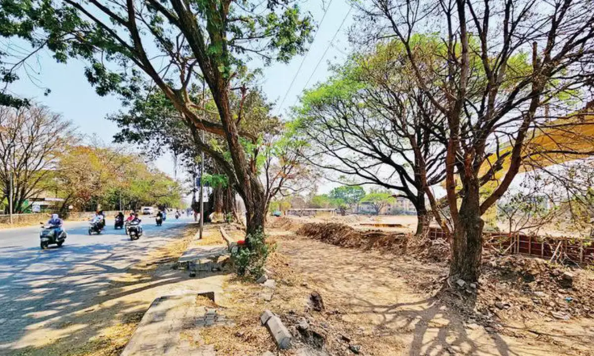PMC road widening plan faces backlash over massive tree felling in Koregaon Park