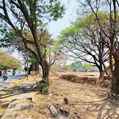 PMC road widening plan faces backlash over massive tree felling in Koregaon Park