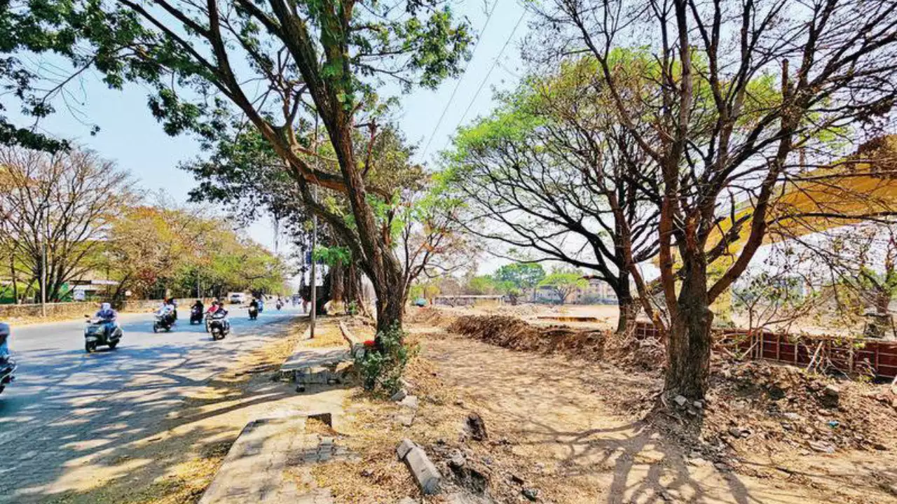 PMC road widening plan faces backlash over massive tree felling in Koregaon Park