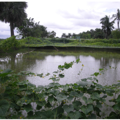 Toxic Metals Found in Hyderabad Lakes, Raising Water Safety Concerns
