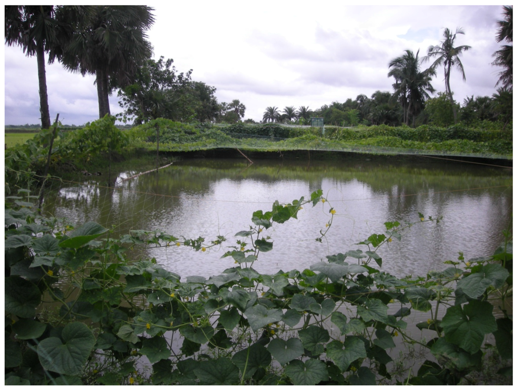 Toxic Metals Found in Hyderabad Lakes, Raising Water Safety Concerns