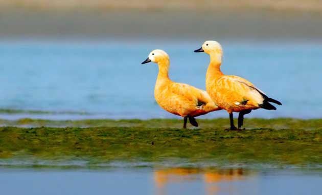 Chennai Sees Record Bird Migration, Over One Lakh Birds Counted This Season