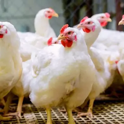 Chicken Prices Fall Amid Bird Flu Fears, Mutton and Fish Sales Surge