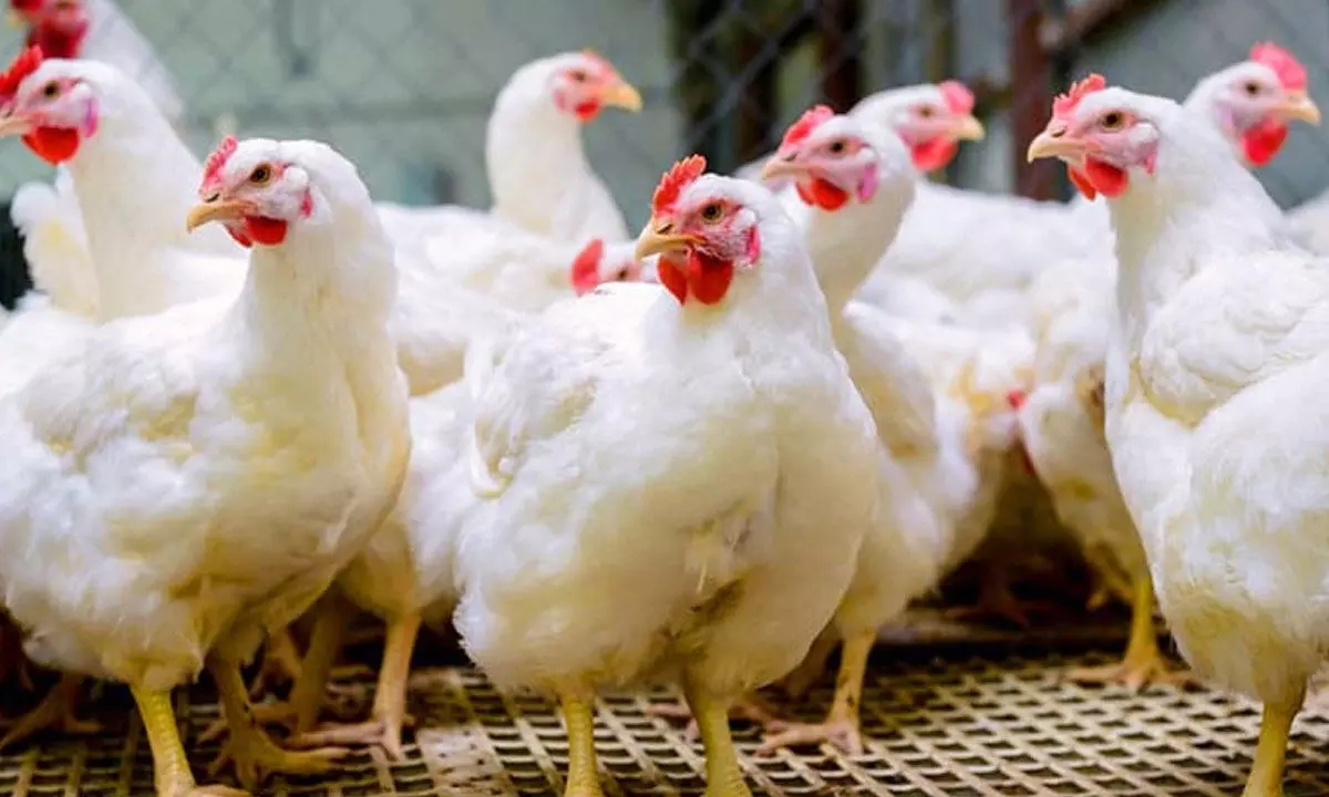Chicken Prices Fall Amid Bird Flu Fears, Mutton and Fish Sales Surge