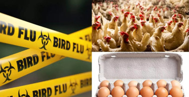 Bird Flu Fear Triggers 30% Surge in Fish Consumption Across Hyderabad