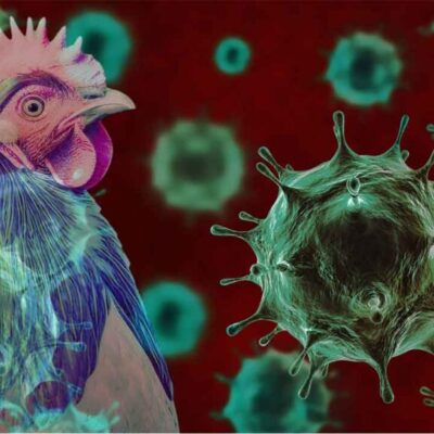 Telangana intensifies measures to prevent bird flu spread