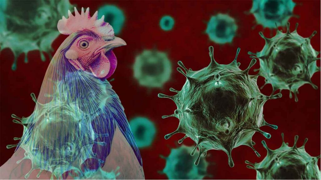 Telangana intensifies measures to prevent bird flu spread