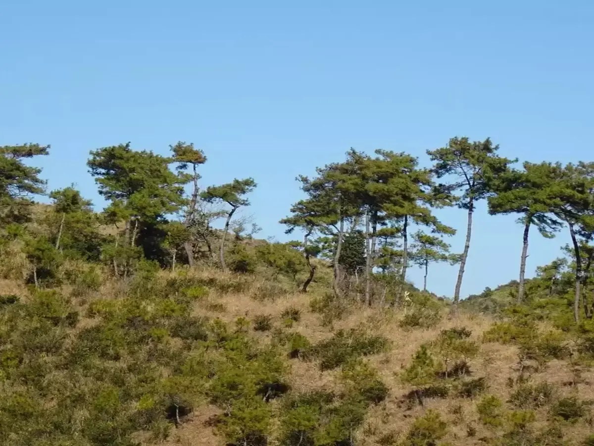 Trees Cannot Keep Up with Climate Change, Study Finds